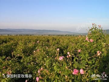 保加利亚玫瑰谷照片