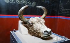 西藏氂牛博物館旅遊攻略之氂牛標本
