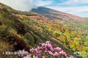 米易傈僳梯田-萬畝杜鵑照片