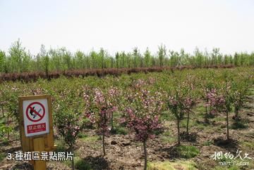 沭陽蘇北花卉示範園-種植區照片