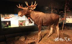 芬兰北极中心和拉普兰省立博物馆旅游攻略之麋鹿