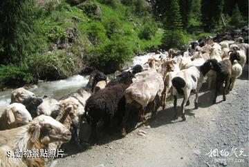伊犁白石峰瓊博拉森林公園-動物照片