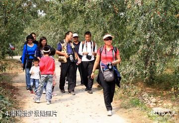 棗莊山亭區紅棗農業旅遊區-棗園漫步照片