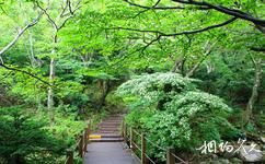濟州島漢拿山國立公園旅遊攻略之森林
