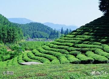 杭州绿景塘生态农业观光园-茶园照片