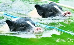 广州鳄鱼公园旅游攻略之小猪跳水