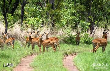 科特迪瓦科莫埃国家公园-动物照片