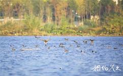 梁平双桂湖国家湿地公园旅游攻略之鸟类