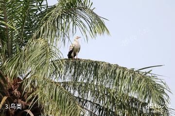 冈比亚阿不可自然保护区-鸟类照片