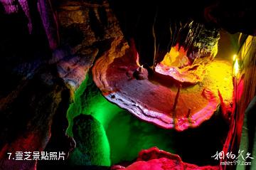 桂林永福金鐘山旅遊度假區-靈芝照片