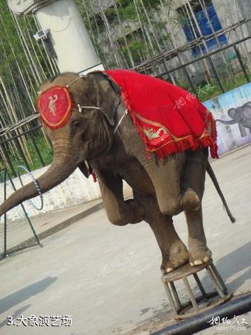 杭州野生动物世界-大象演艺场照片