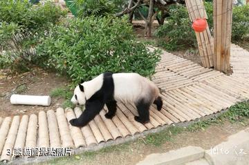 柳州動物園-熊貓館照片