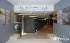 上海海洋水族館旅遊攻略之長江流域珍稀水生物展