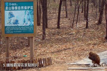 徐州泉山森林公園-獼猴觀賞區照片