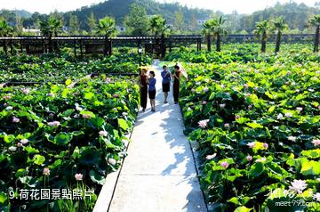 湘潭盤龍大觀園-荷花園照片