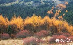 宝兴硗碛藏寨神木垒旅游攻略之红叶彩林