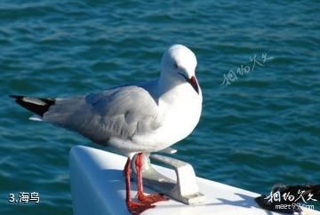 澳大利亚鲨鱼湾-海鸟照片