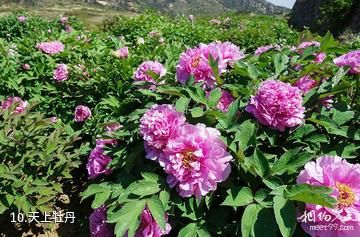 济南香山旅游区-天上牡丹照片