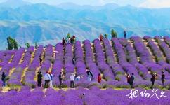 伊宁天山花海旅游攻略之薰衣草