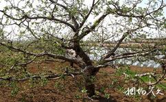 营口仙人岛白沙湾黄金海岸旅游攻略之苹果树