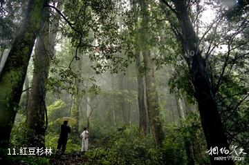 龙岩梅花山中国虎园-红豆杉林照片