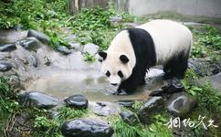 四川卧龍國家級自然保護區旅遊攻略之大熊貓