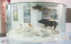 北京國家動物博物館旅遊攻略之動物多樣性與進化展廳