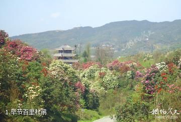 毕节百里杜鹃照片