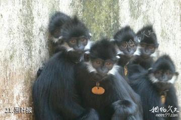 云南哀牢山国家级自然保护区-黑叶猴照片