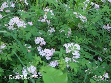 仙居官坑風景區-初夏的野花照片