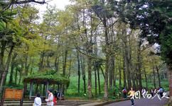 台灣溪頭森林公園（溪頭自然教育園區）旅遊攻略之銀杏林