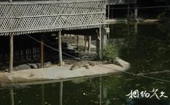 三亞美天涯熱帶海洋世界旅遊攻略之鱷魚湖