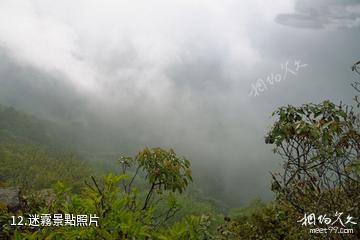 雲南哀牢山國家級自然保護區-迷霧照片