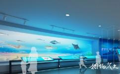 青岛贝林自然博物馆旅游攻略之海洋探秘
