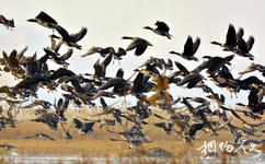 泰來泰湖國家濕地公園旅遊攻略之鳥類