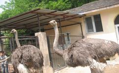 溫州動物園旅遊攻略之駝鳥