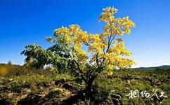 达尔滨湖国家森林公园旅游攻略之石海黄菠萝景区