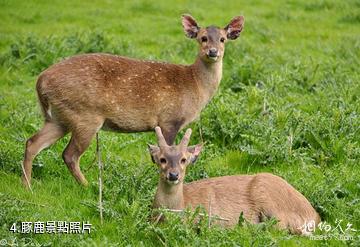 雲南南滾河國家級自然保護區-豚鹿照片
