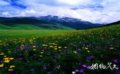 新疆伊犁河谷旅遊攻略之鞏乃斯草原