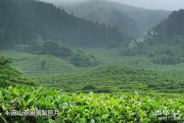 廣西平天山國家森林公園-高山茶園照片