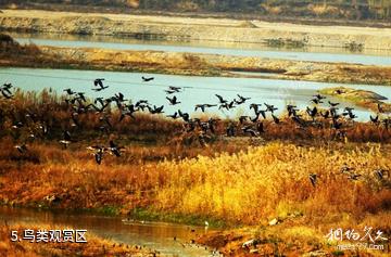 宝鸡千湖国家湿地公园-鸟类观赏区照片