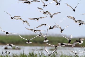 上海崇明东滩鸟类国家级自然保护区-鸟群照片