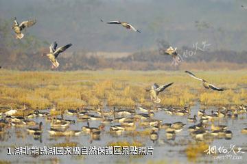 湖北龍感湖國家級自然保護區照片