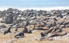 納米比亞骷髏海岸國家公園旅遊攻略之海豹