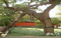 江西三百山旅遊攻略之情侶樹
