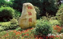 湖南省森林植物园旅游攻略之杜鹃园