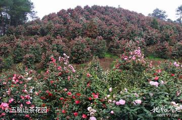 麻城五脑山国家森林公园-五脑山茶花园照片