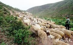 沁水示范牧场旅游攻略之牧羊人