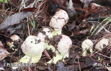 保山四角田菌園-野生菌園照片