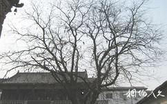 临汾铁佛寺（大云寺）旅游攻略之皂角树